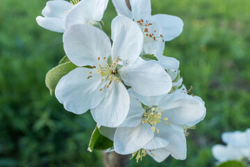 Apple Blossom Close-Up with Soft White Petals. The flower is surrounded by lush green leaves and a few opened buds, against a blurred natural background. High quality photography