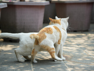 Cats fighting