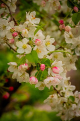 Obraz premium apple tree blossom