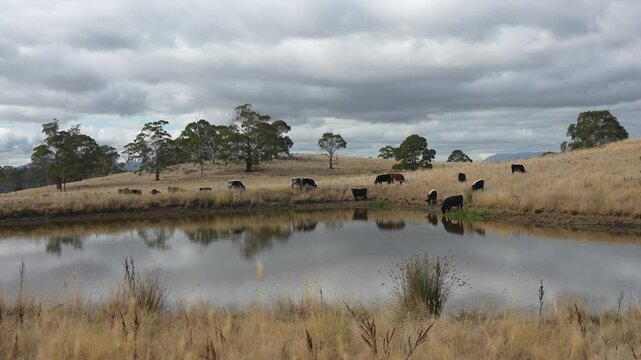 livestock in a meadow, sustainable carbon neutral farming being practiced. regenerative raised cows in a field. agricultural technology innovation.	
