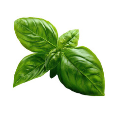Fresh basil leaves culinary herb showcase natural environment high-quality image