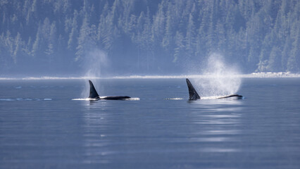 Fin of orcas (Orcinus orca), Killer Whale, Knight Inlet, Vancouver Island, British Columbia, Canada. © Gunter