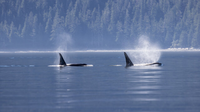 Fin of orcas (Orcinus orca), Killer Whale, Knight Inlet, Vancouver Island, British Columbia, Canada.