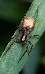 shore spider, Pardosa milvina, sitting with its cocoon eating an aphid