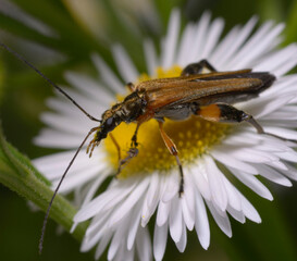 false blister beetle, Oedemeridae, sitting on a wild flower