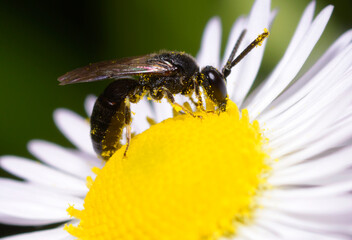 Rufous footed Furrow Bee, Lasioglossum rufitarse, feeding on nectar on a wild flower © Yurii Zushchyk