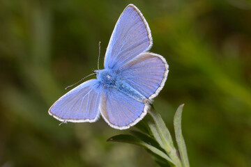 Common blue butterfly or European common blue, Polyommatus icarus, sitting on a plant