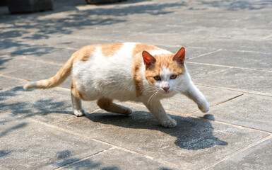 Cats fighting