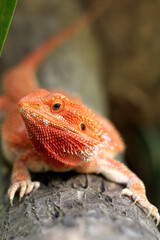Bearded dragon lizard on Natural Habitat ,Close up image of Inland Bearded Dragon (Pogona vitticeps), Australian Bearded Dragon