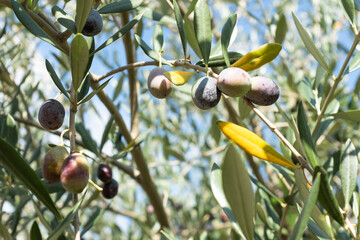 Ripening Olives on a Tree Branch on the light blurred background for publication, poster,...