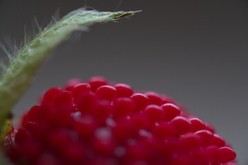 close up of fresh wild raspberry (vers. 1)