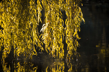 Tree Leaves over the water