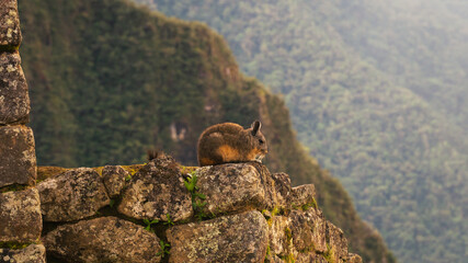 Chinchilla at Machu Picchu, Incan historical ruins, animals of Latin America