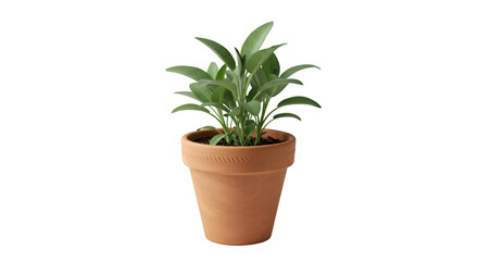 Potted sage plant