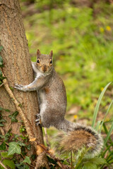 Grey Squirrel in Tree Looking At Camers