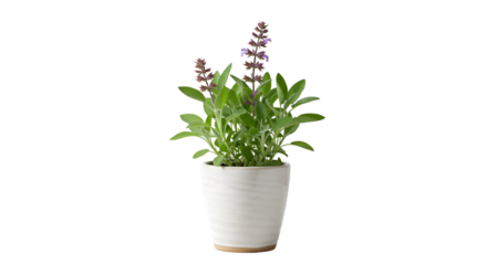 Potted sage plant purple flowers green leaves