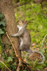 Grey Squirrel in Tree