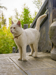Cats fighting