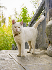 Cats fighting