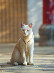 Cats fighting