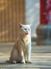 Cats fighting
