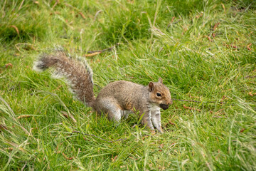 Grey Squirrel With Nut 1