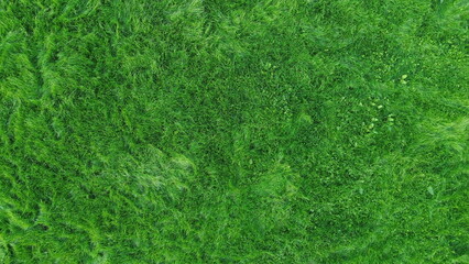 Aerial view of Glan Gwan, Caernarfon, capturing detailed grass texture. This stunning bird's-eye perspective showcases the lush green countryside and charming caravan park.