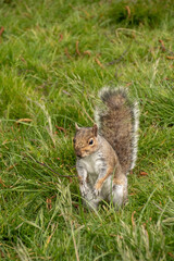 Grey Squirrel Sitting 1