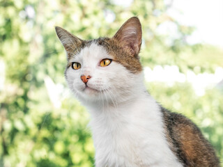 Thoughtful gaze of a white and gray cat with bright yellow eyes, directed sideways against a blurred green background of leaves