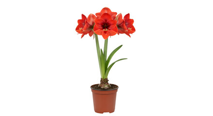 Fototapeta premium Red amaryllis plant in terracotta pot