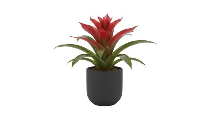 Red bromeliad houseplant gray pot
