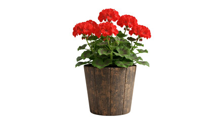 Red geraniums rustic wooden pot