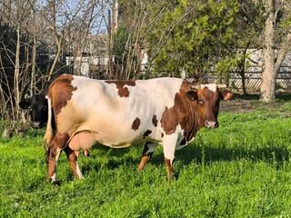 cows in the field, nature 