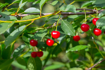 Juicy red cherries brightly hanging on branches among green leaves in a sunny garden, promising the sweet and refreshing taste of summer