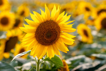 Fototapeta premium Bright sunflower in focus against a blurred field of blooming sunflowers under warm sunlight, a symbol of summer, joy, and agriculture