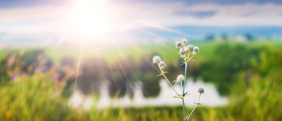 Delicate inflorescences of flat sea holly against a sunlit blurred meadow and blue sky, a reflection of tranquility and natural beauty of a summer day