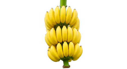 Ripe yellow banana bunches