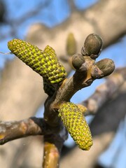 buds of a willow, nature, tree , spring 