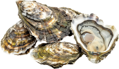 Freshly opened oysters on display