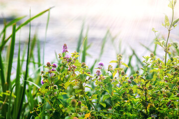 Flowering Water Mint (Mentha aquatica) among green grass near a body of water on a sunny day