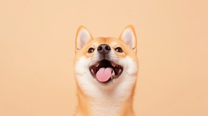 Obraz premium Curious Shiba Inu, gazing upward with excitement, tongue out, bright eyes, warm beige backdrop enhancing its playful demeanor, inviting a sense of joy and curiosity.