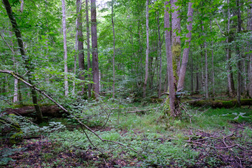 Late summer rich deciduous stand with old trees and lush foliage