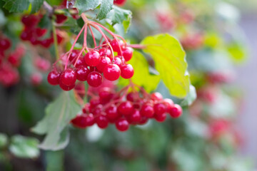 Bright red berries of Guelder Rose (Viburnum opulus) among green leaves
