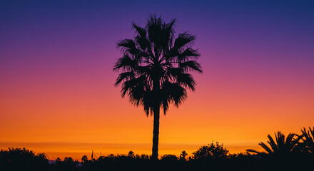 Palm Tree Silhouette with Colorful Sky