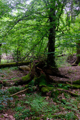 Obraz premium Late summer rich deciduous stand with old trees and lush foliage