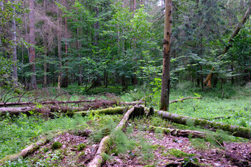 Late summer rich deciduous stand with old trees and lush foliage