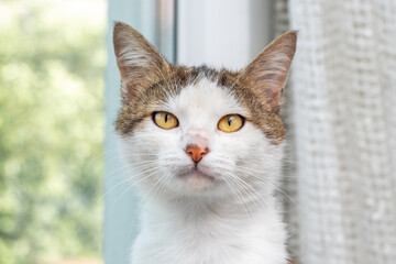 Charming portrait of a white and gray cat with piercing yellow eyes, attentively looking into the...