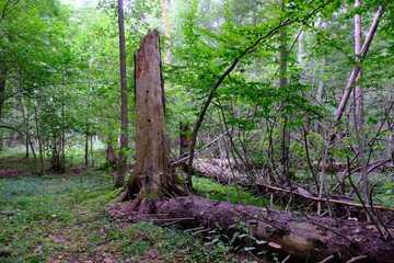 Late summer rich deciduous stand with old trees and lush foliage