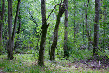 Late summer rich deciduous stand with old trees and lush foliage