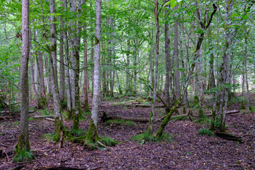 Late summer rich deciduous stand with old trees and lush foliage